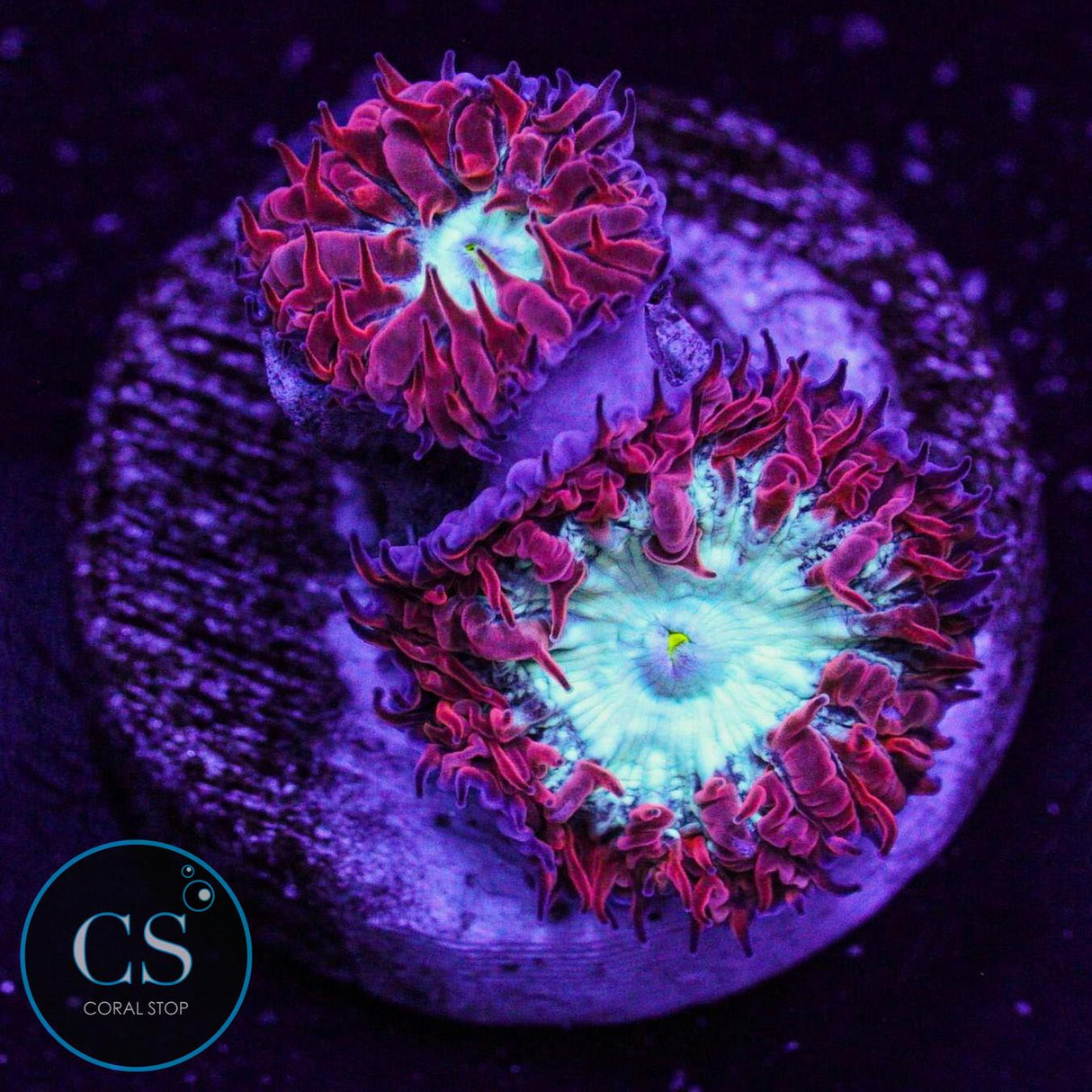 CC Fire & Ice Blasto Merletti