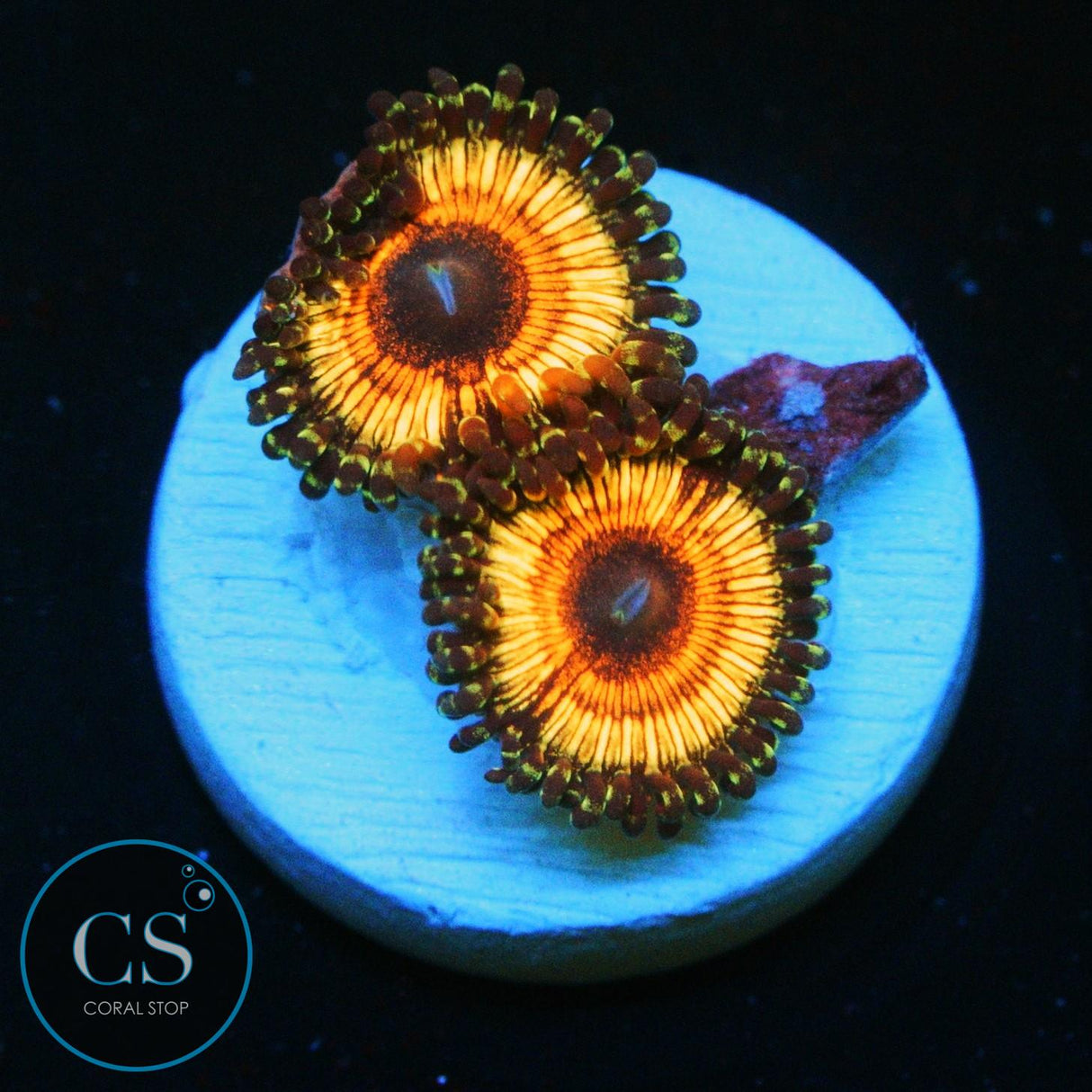 VAMPIRE SLAYER ZOA