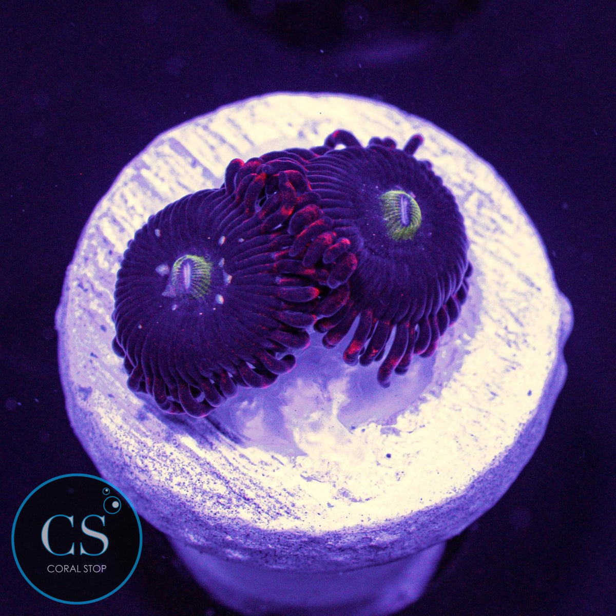 Carrot Top Zoa