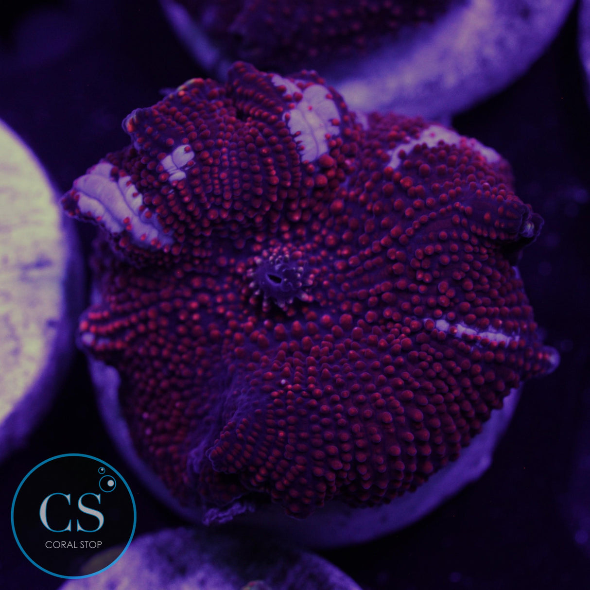 DRAGON LADY BOUNCE MUSHROOM