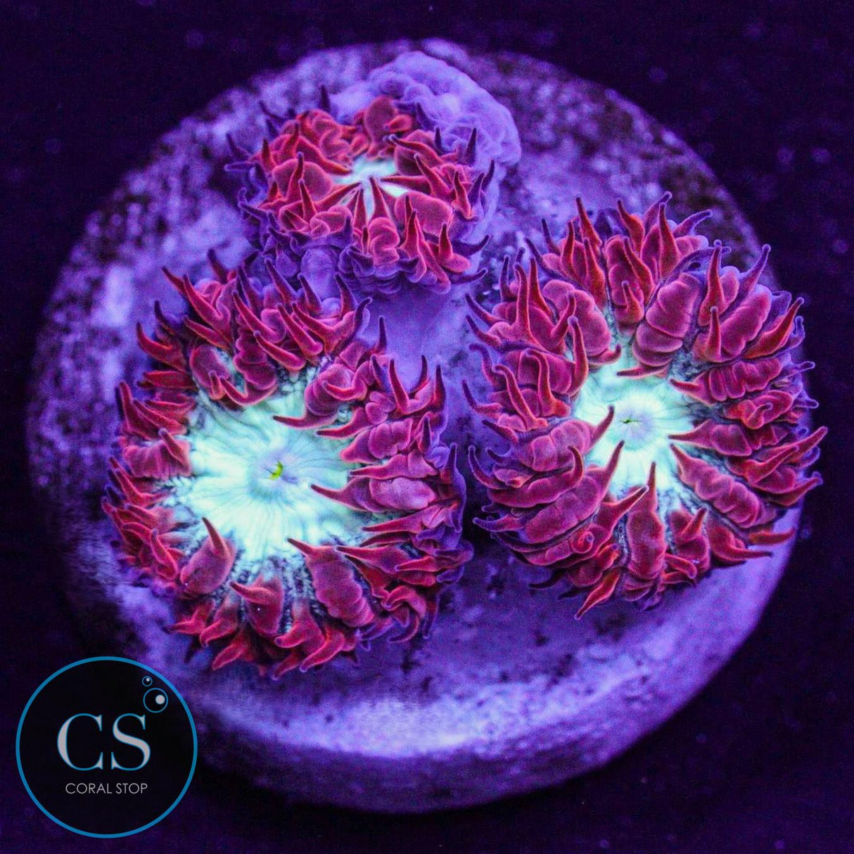 CC Fire & Ice Blasto Merletti