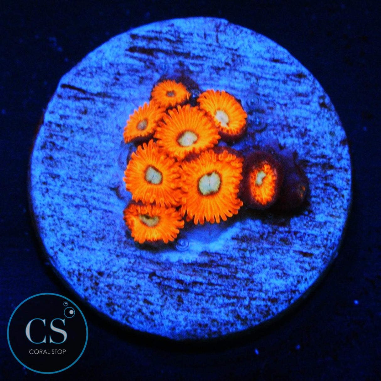 CHARMANDER ZOA