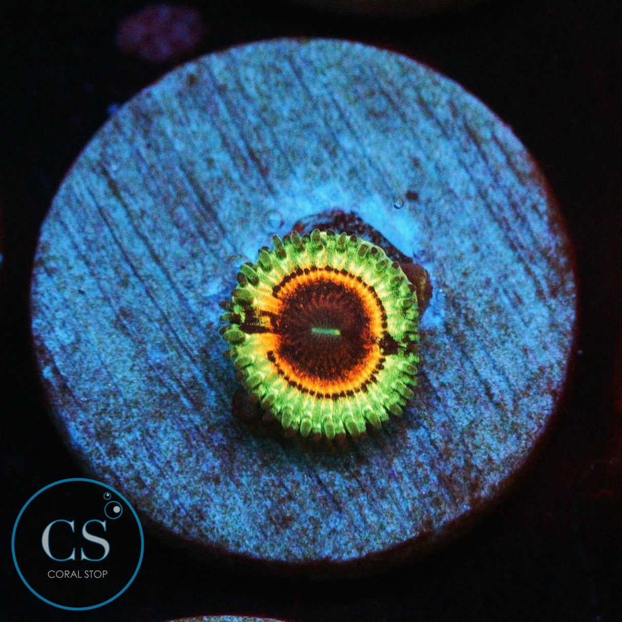 LITTLE SHOP OF HORROR ZOA