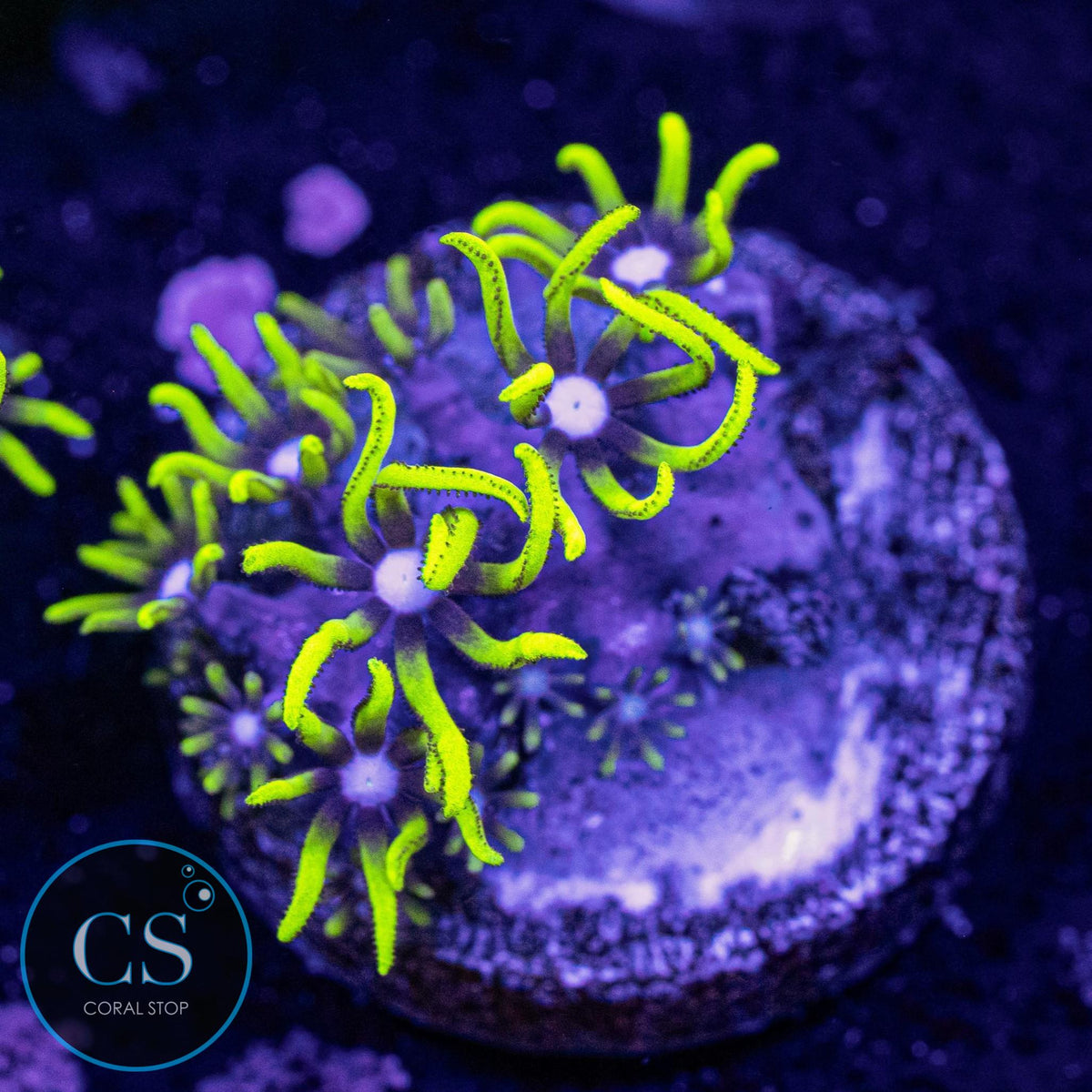 Electric Green Star Polyps