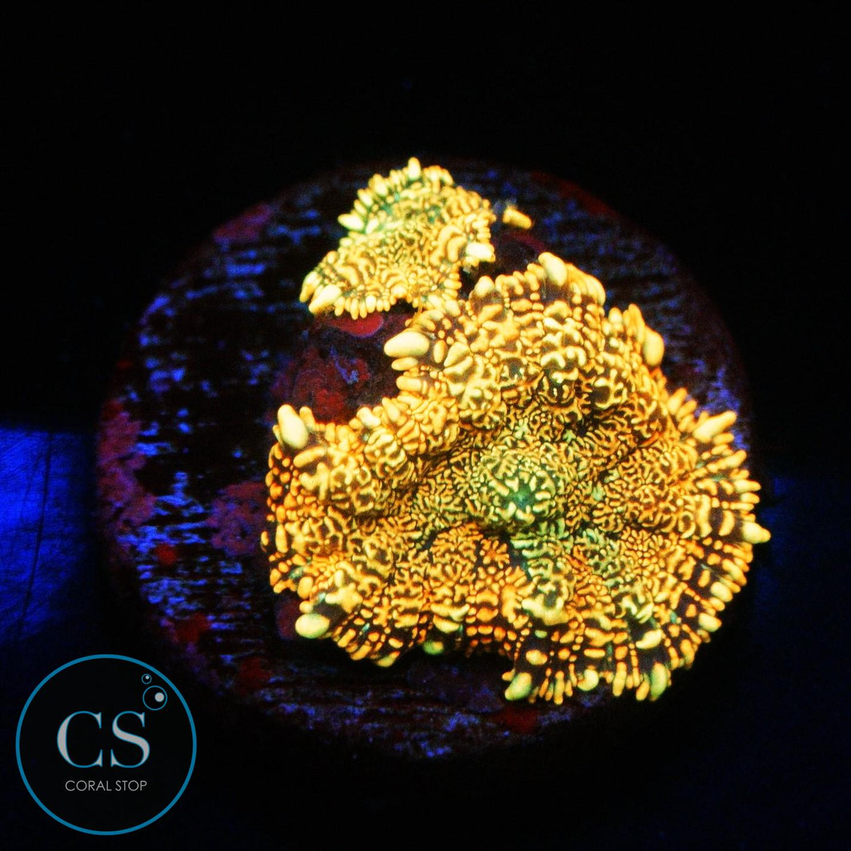 DOUBLE FLAME FIELD MUSHROOM