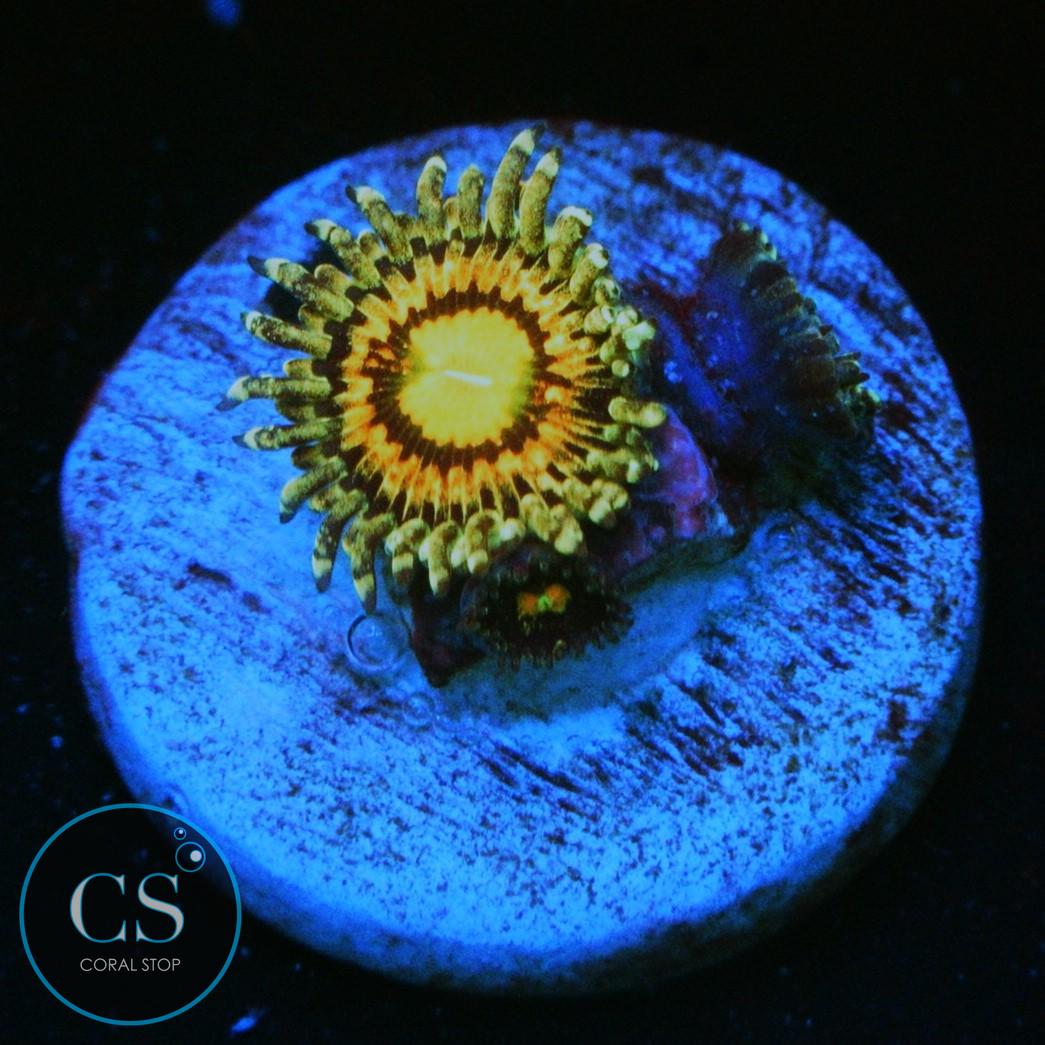 JF RAINBOW INCINERATOR ZOA