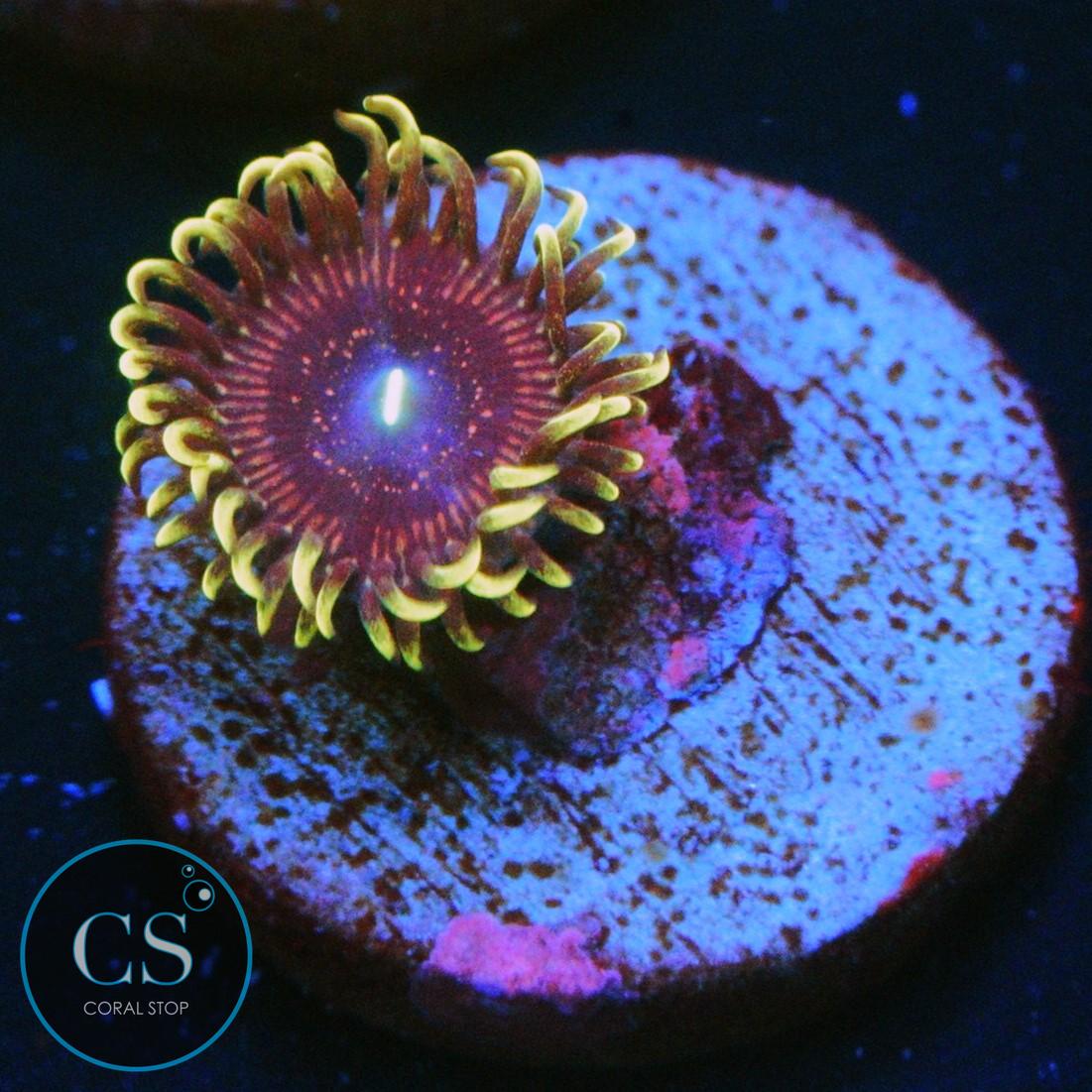 WWC BLACK ORCHID ZOA