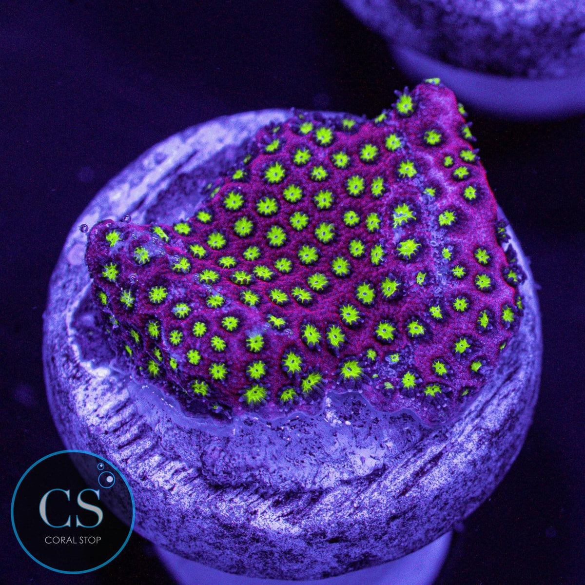 WWC Electric Daisy Stylo