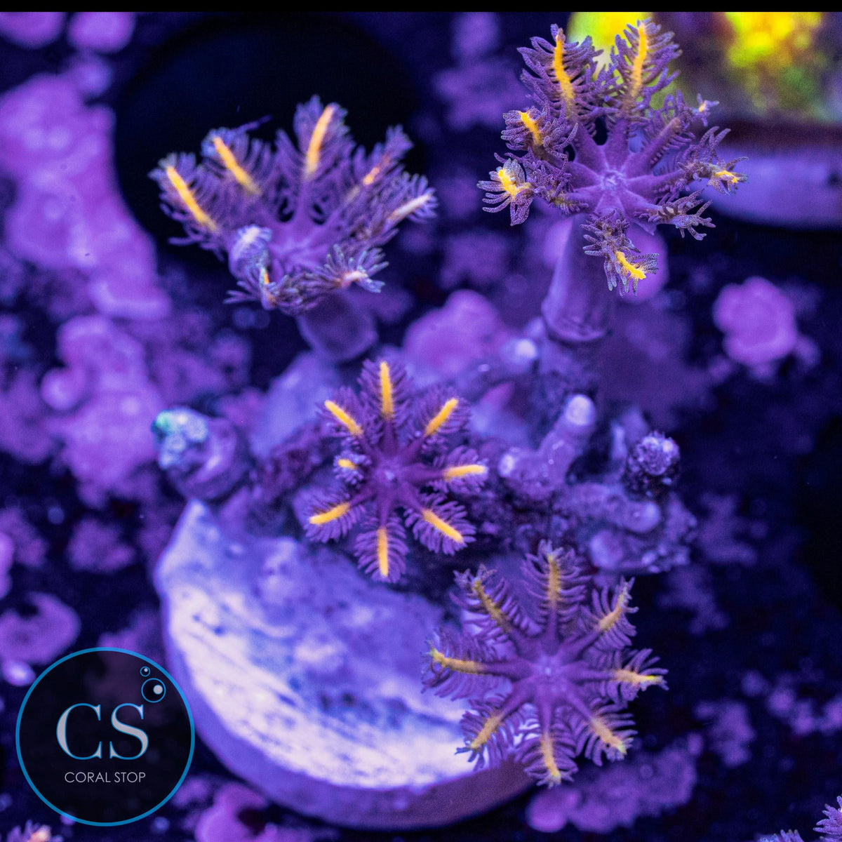 Gold Clove Polyps