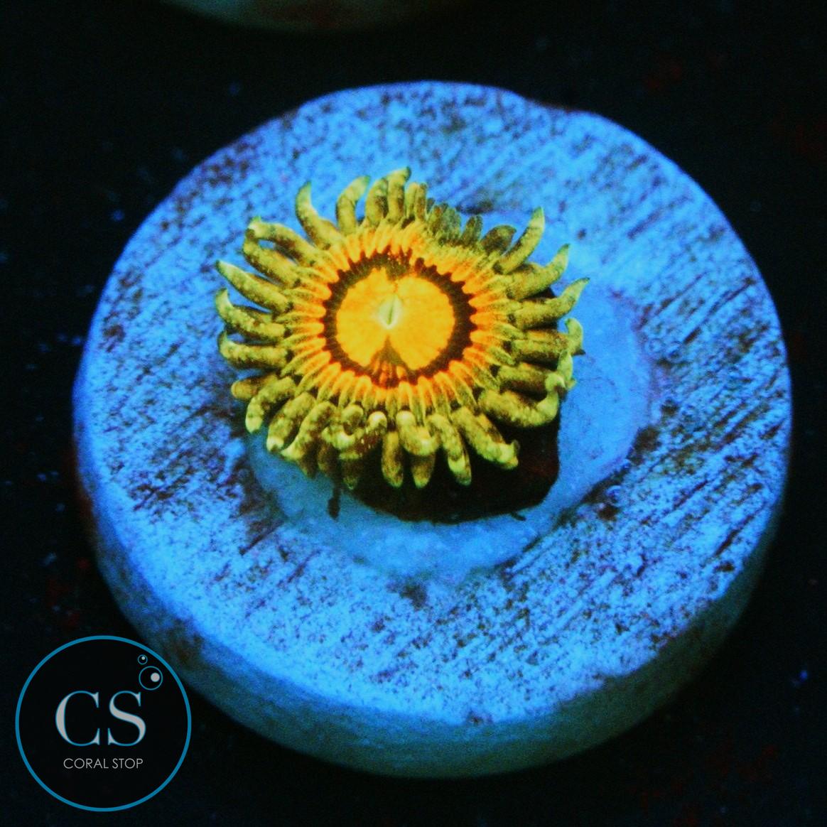 JF RAINBOW INCINERATOR ZOA