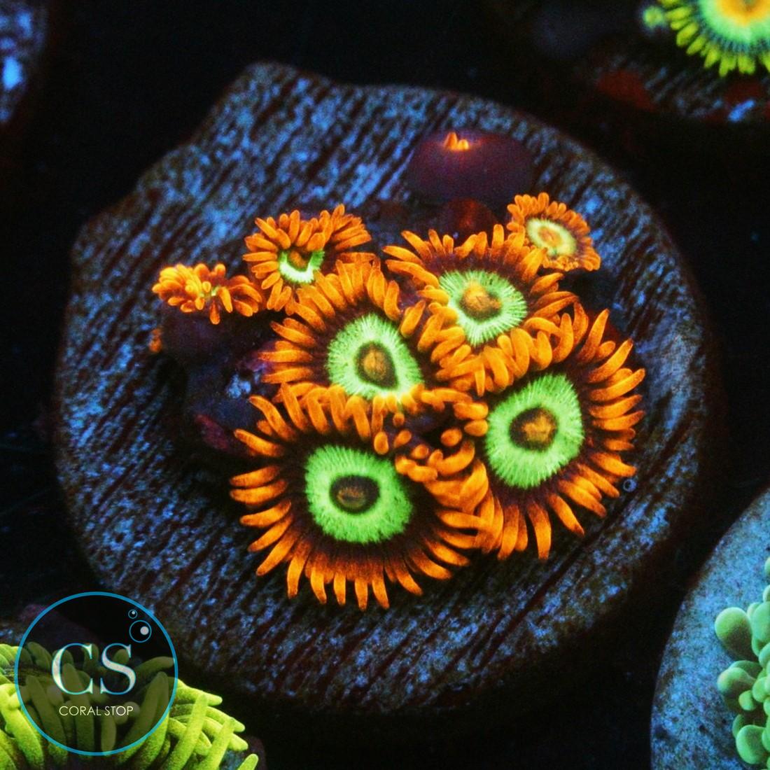 JF VEGAS STRIPS ZOA