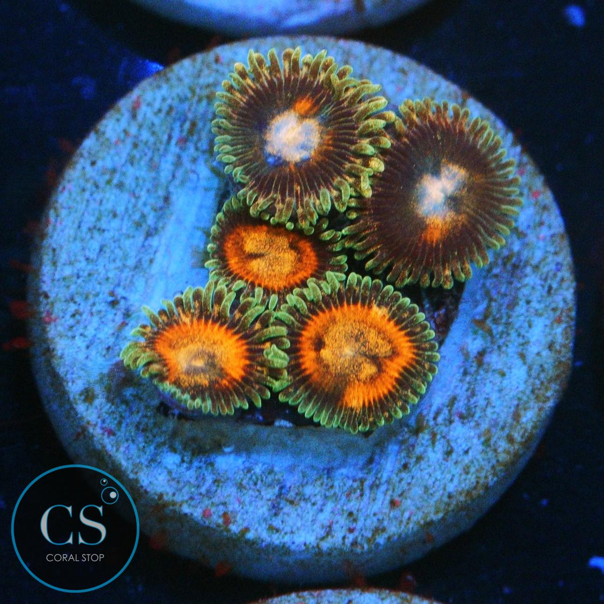 JF FAIRY TALES ZOA