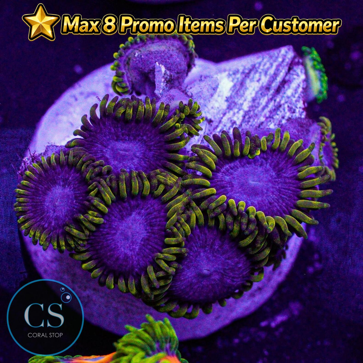 Blue Phoenix Zoa