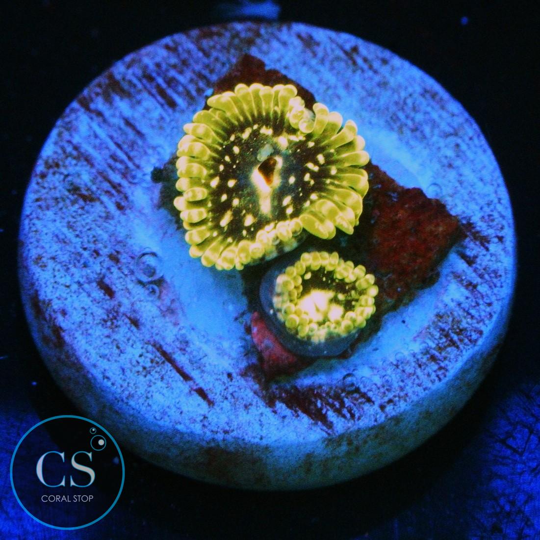 EXOSPHERE ZOA