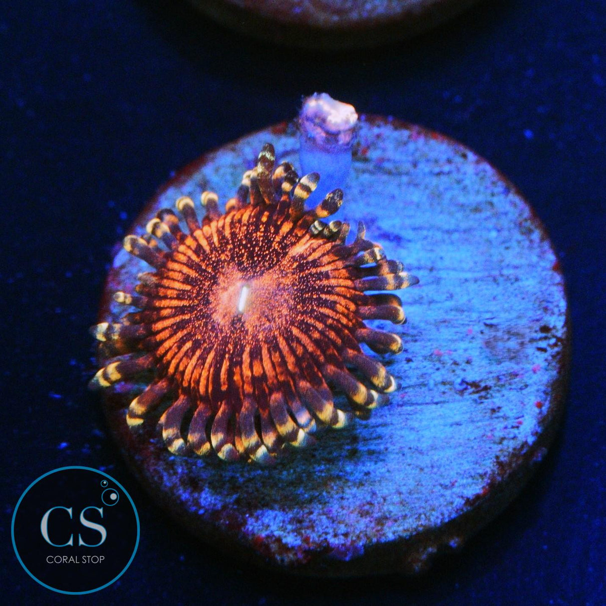 CS ATHENA ZOA