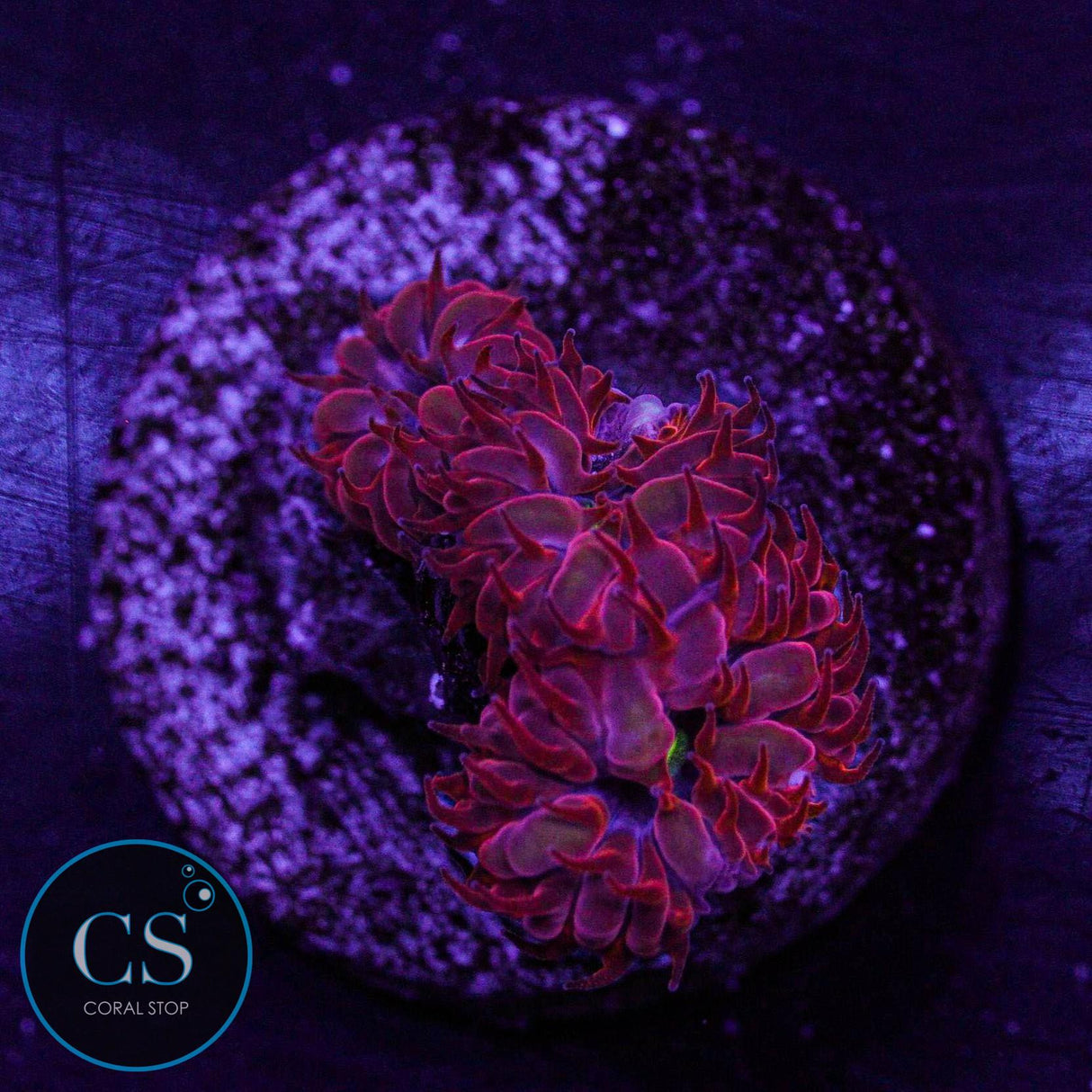 Blue Raven Blasto Merletti