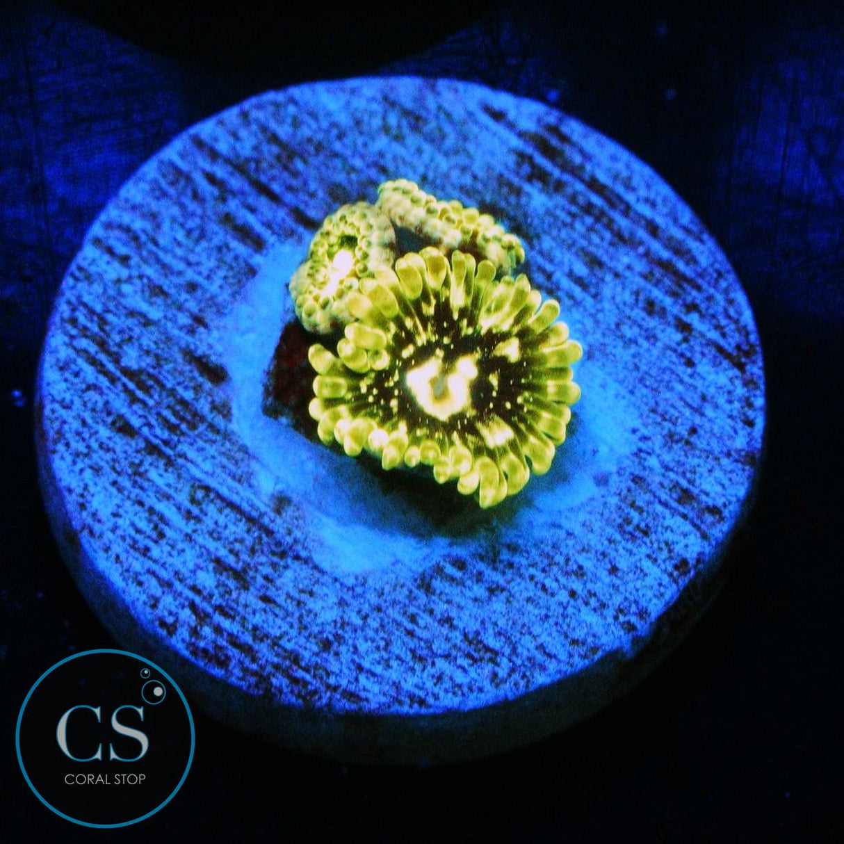 EXOSPHERE ZOA