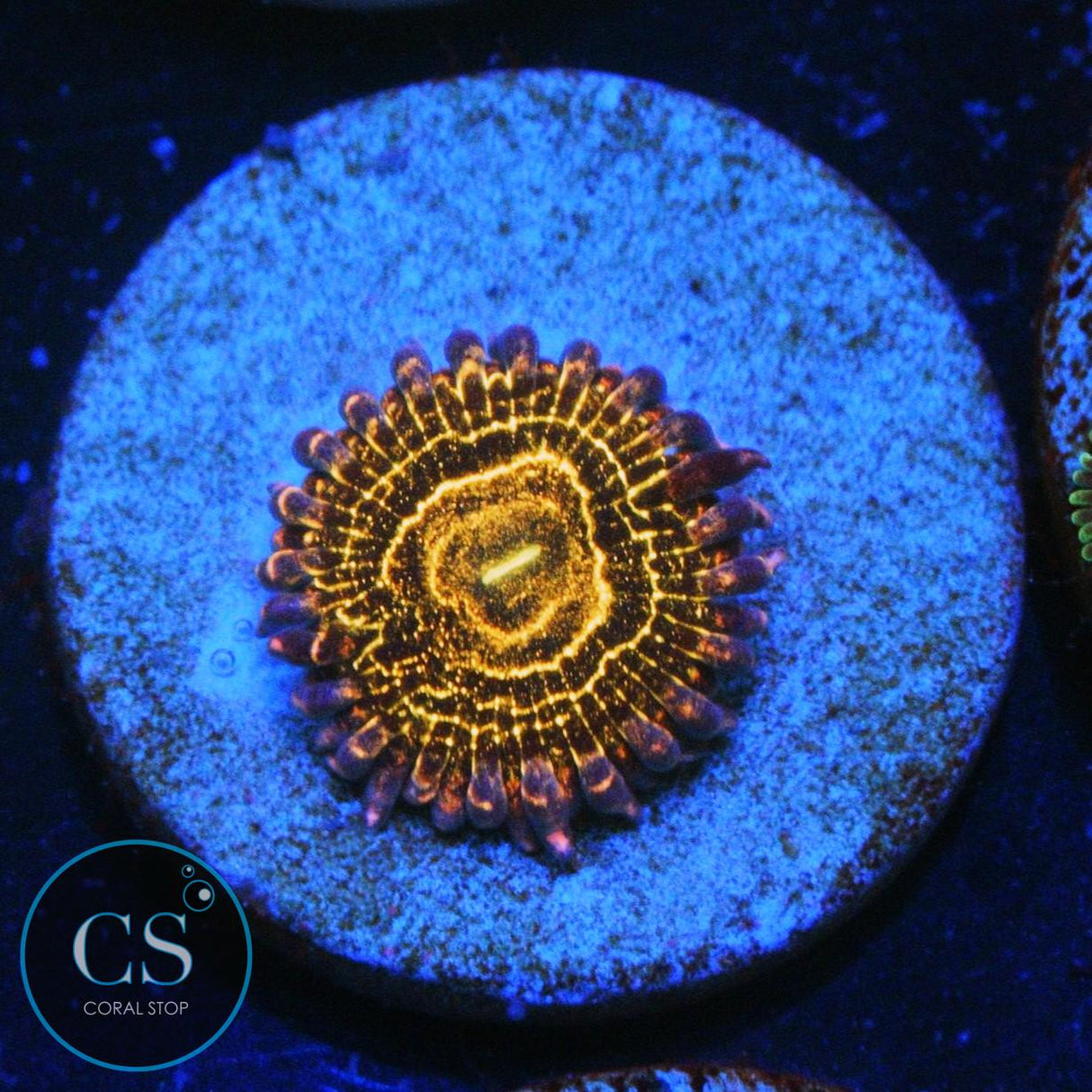 STRATOSPHERE ZOA