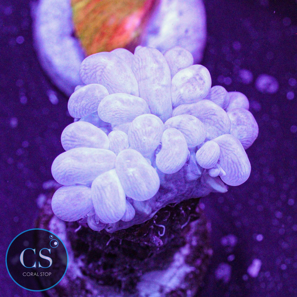 Rare Branch Bubble Coral