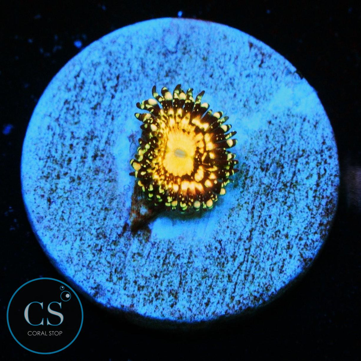 GRIM REAPER ZOA