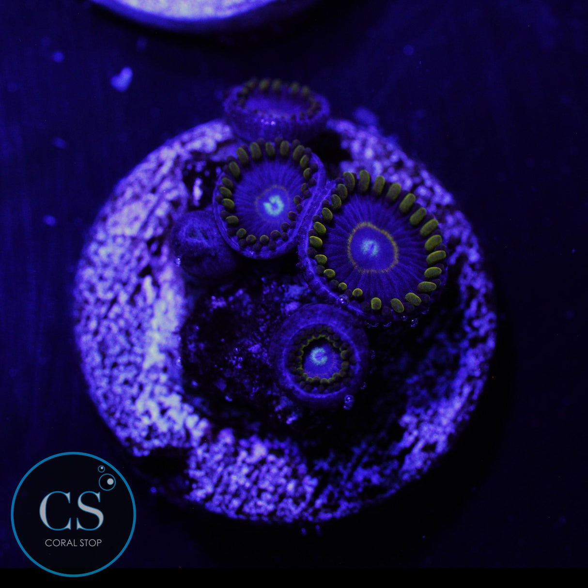 BLUE HORNET ZOA