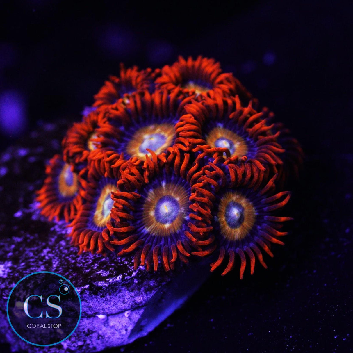 Speckled Fire and Ice Zoa