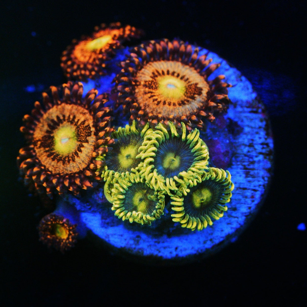 COMBO ZOA