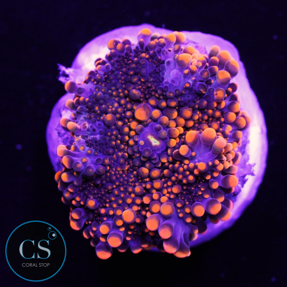 King Kong Yuma Mushroom