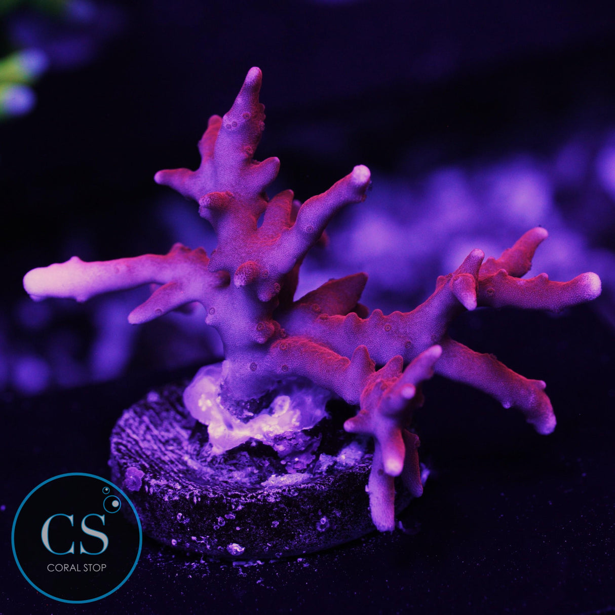 JF TNT Anacropora