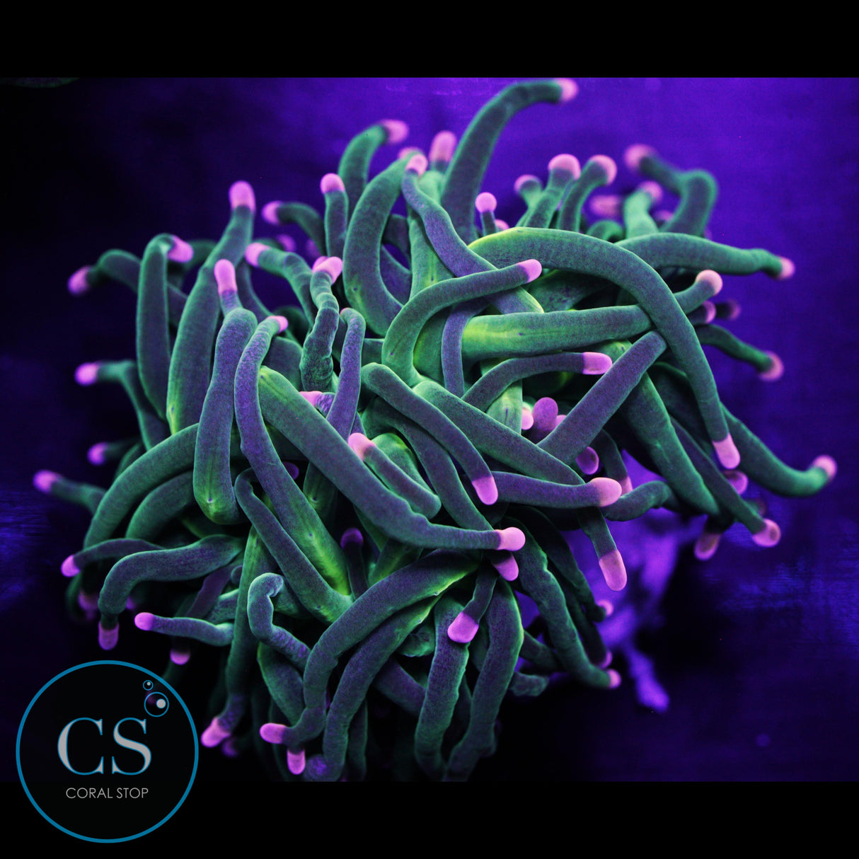 Ultimate Fairy Godmother Torch