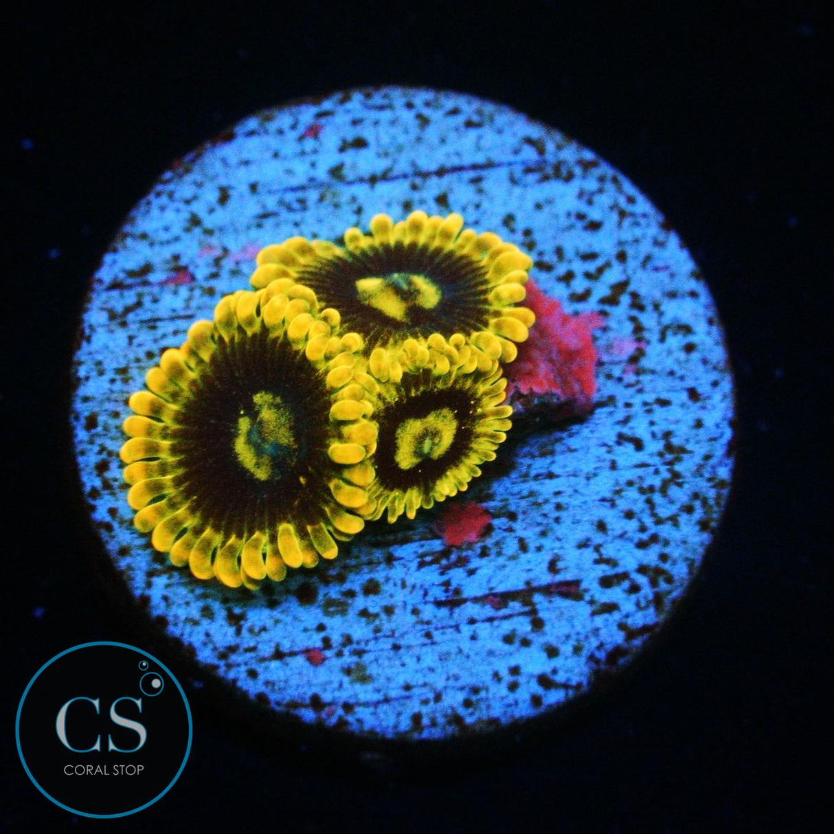 RAINBOW YODA ZOA