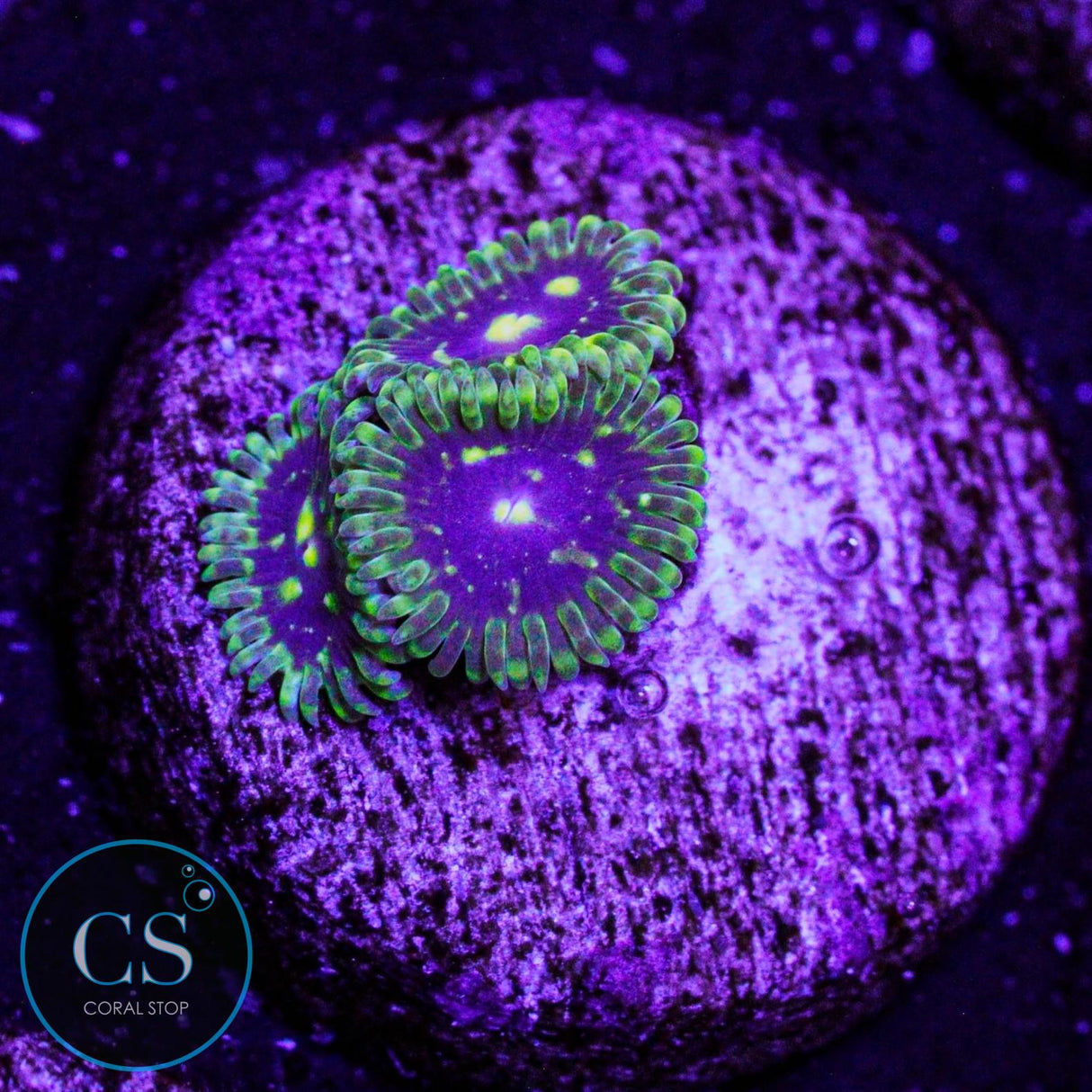 Exosphere Zoa