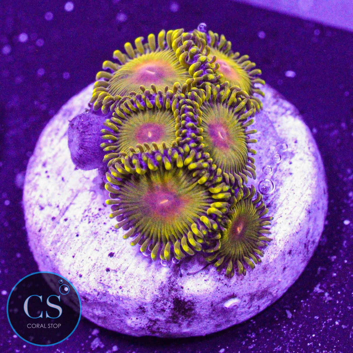 WWC Golden Gods Zoa