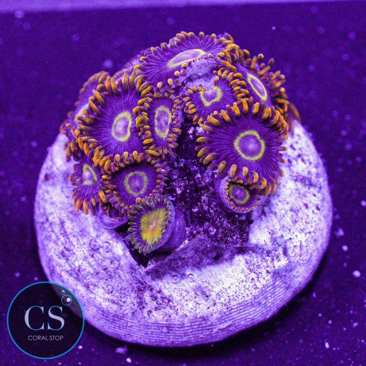 Rainbow Hornet Zoa