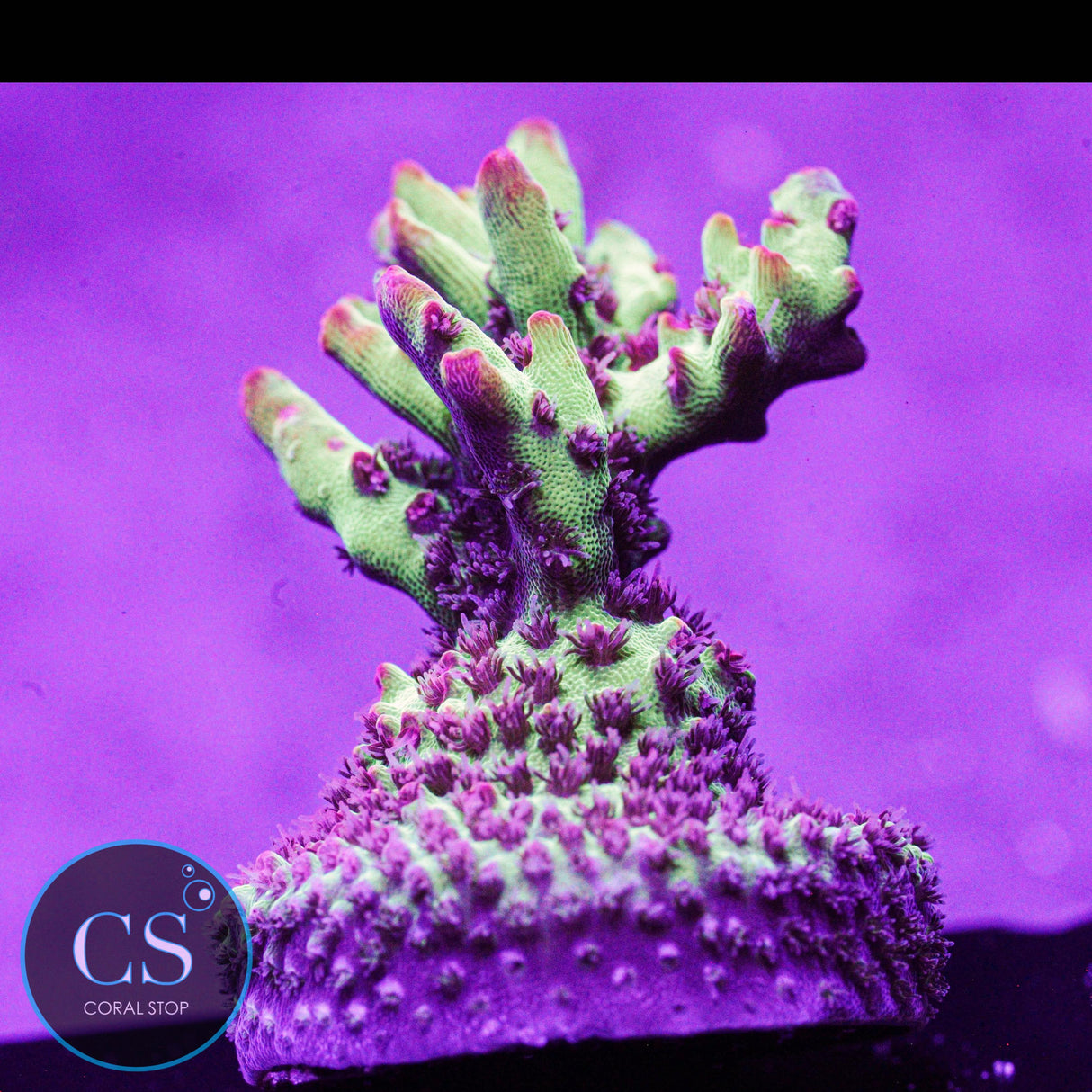 WWC Strip Tease Acro