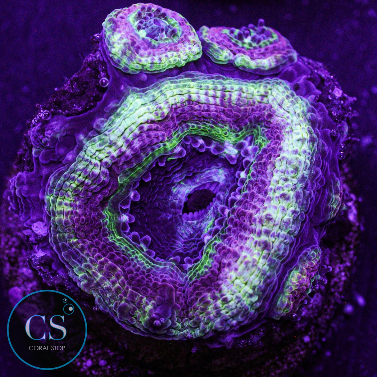 Teenage Mutant Ninja Turtles Asian Acan