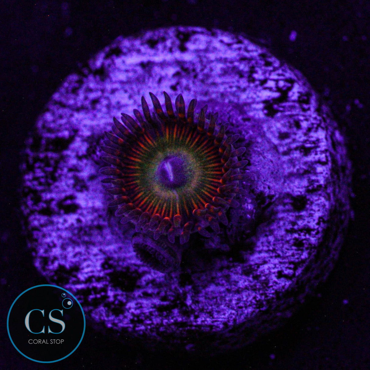 Candy Apple Orange Zoa