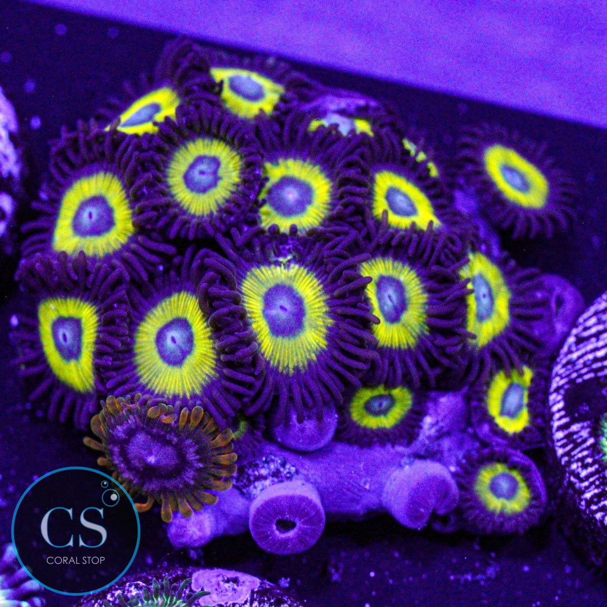 Belladonna Zoa w/ Acid Reflux