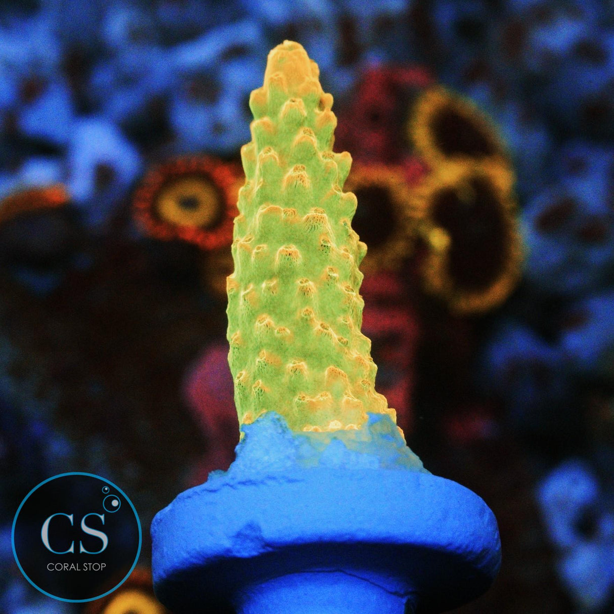 TGC CREAMSICLE ACRO