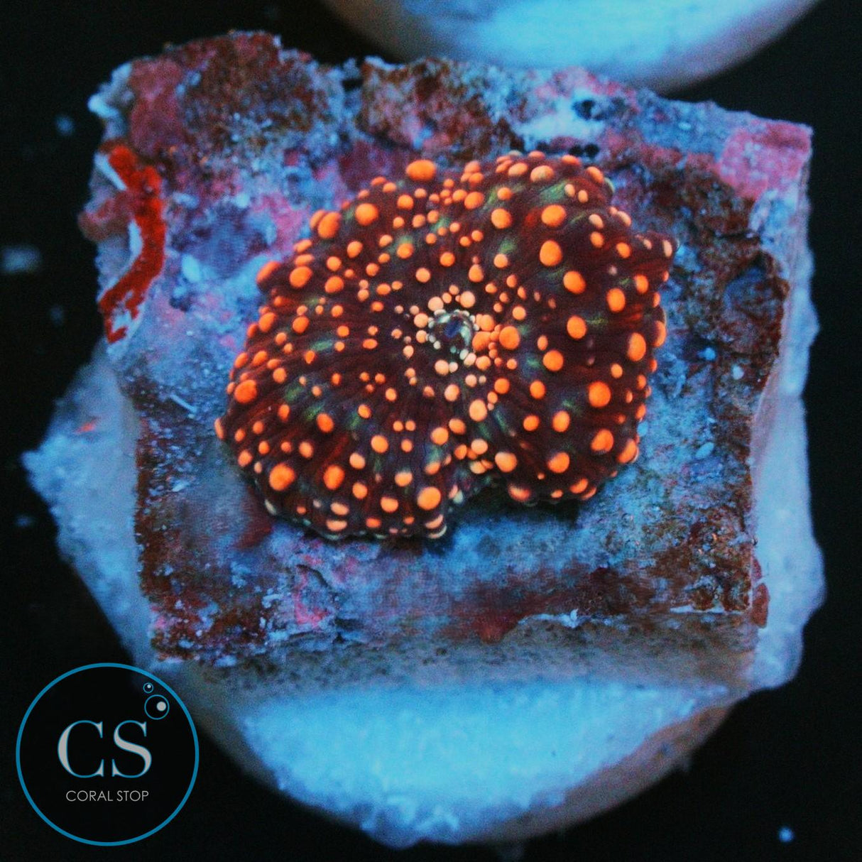 INTERSTELLAR MUSHROOM