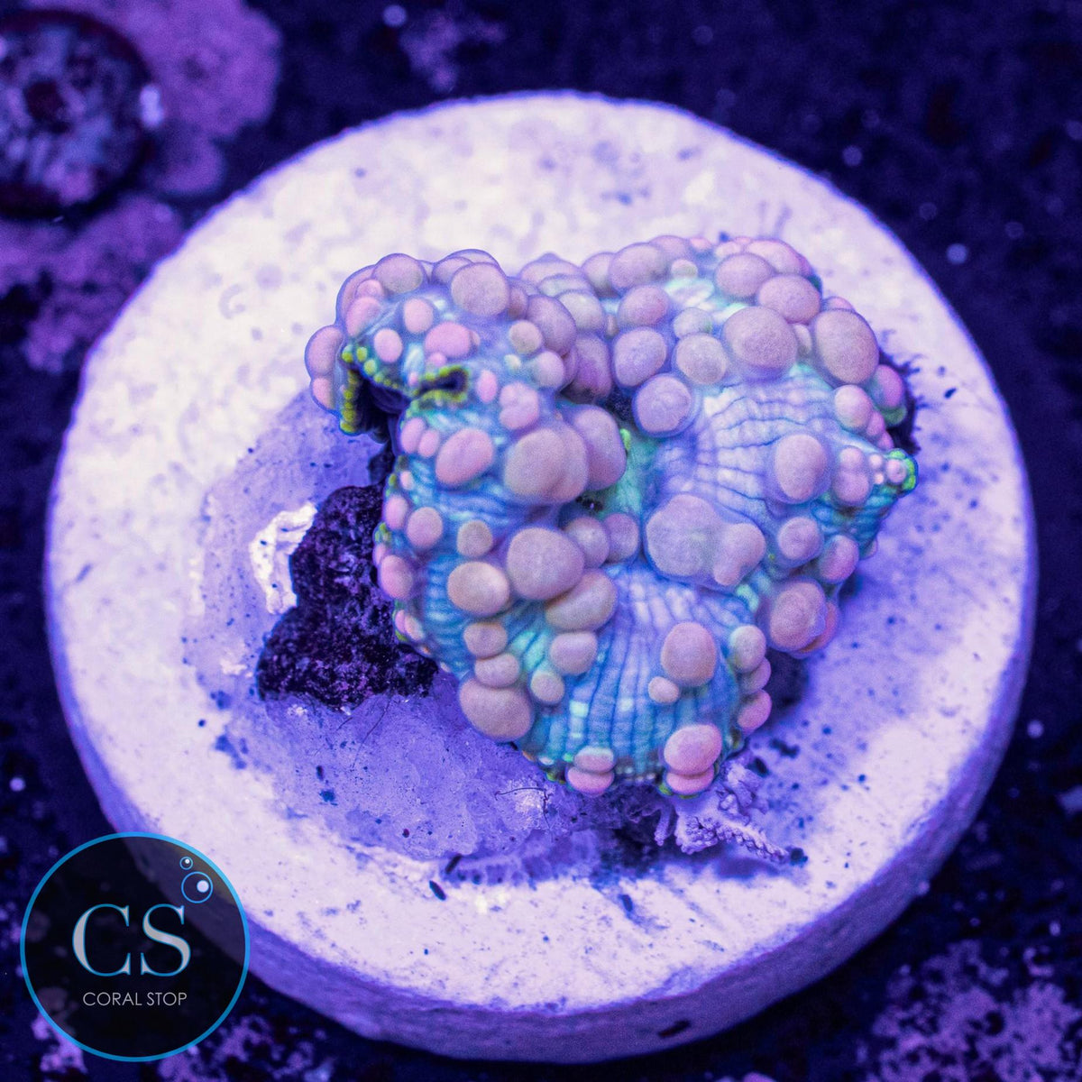 Neptune Bounce Mushroom
