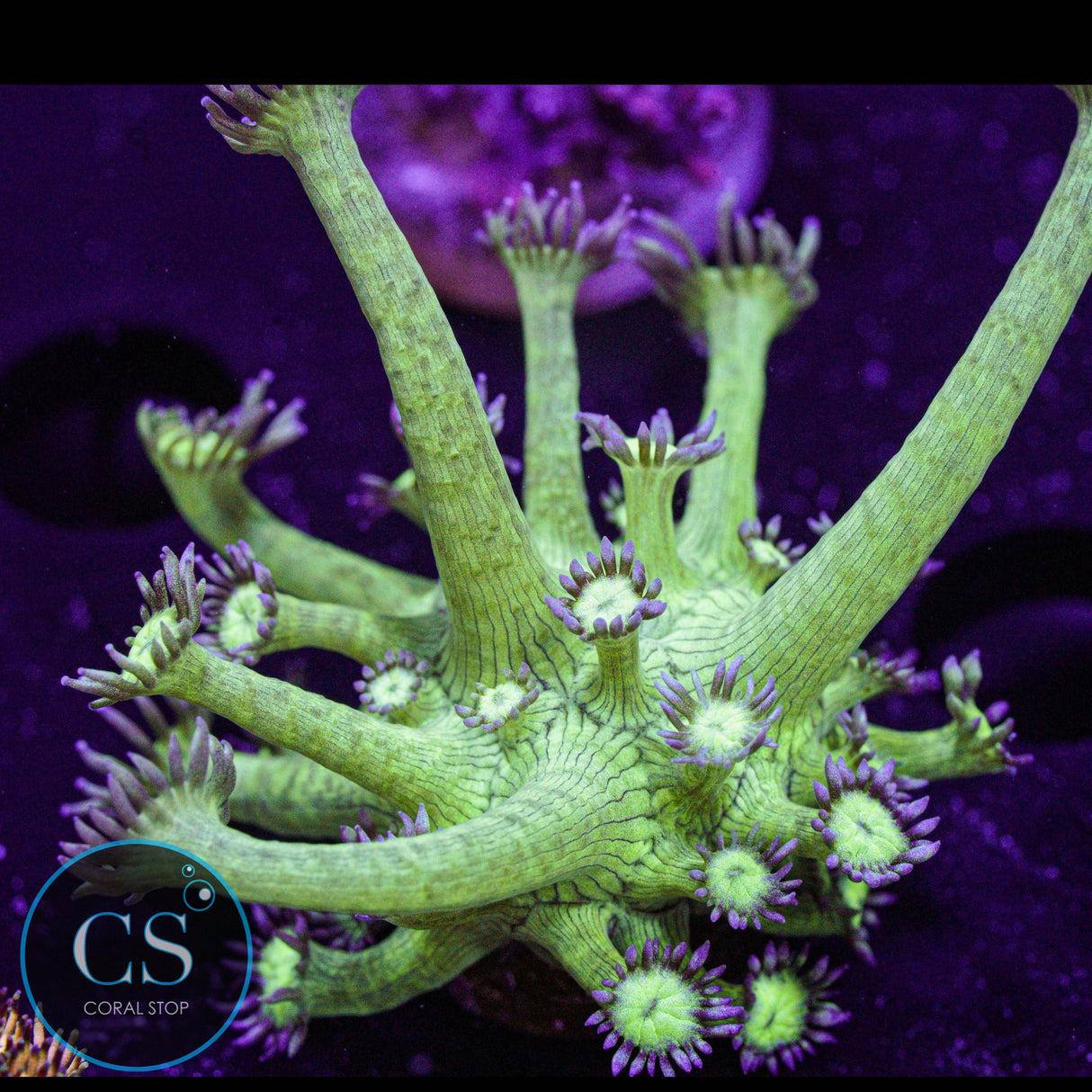 Pseudo Glitter Goniopora