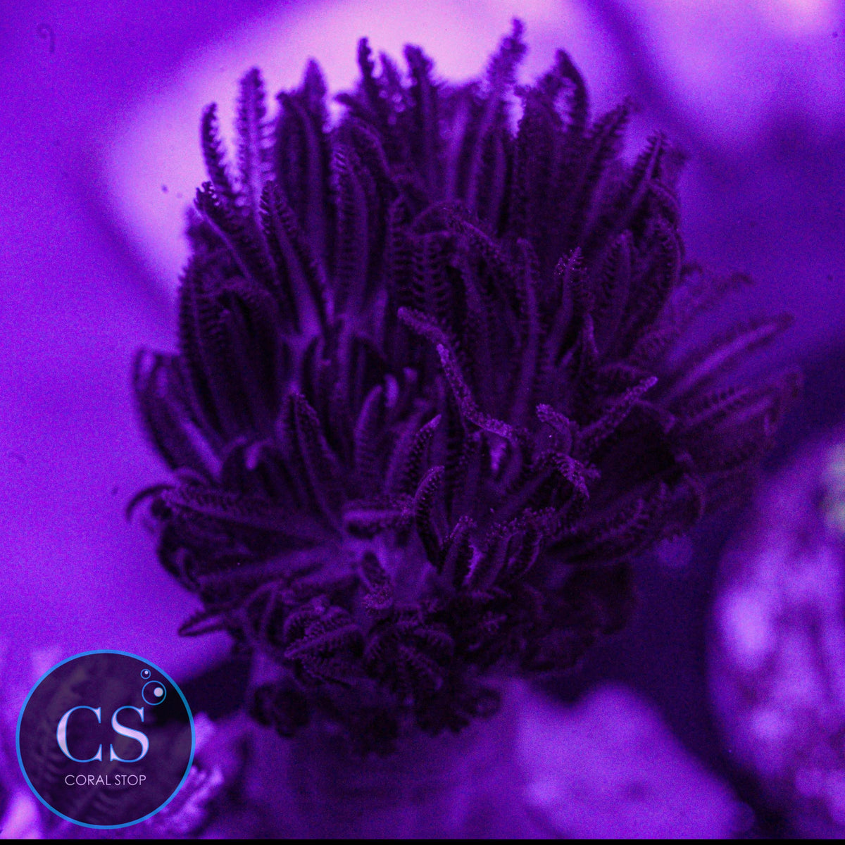Rare Red Pulsing Xenia