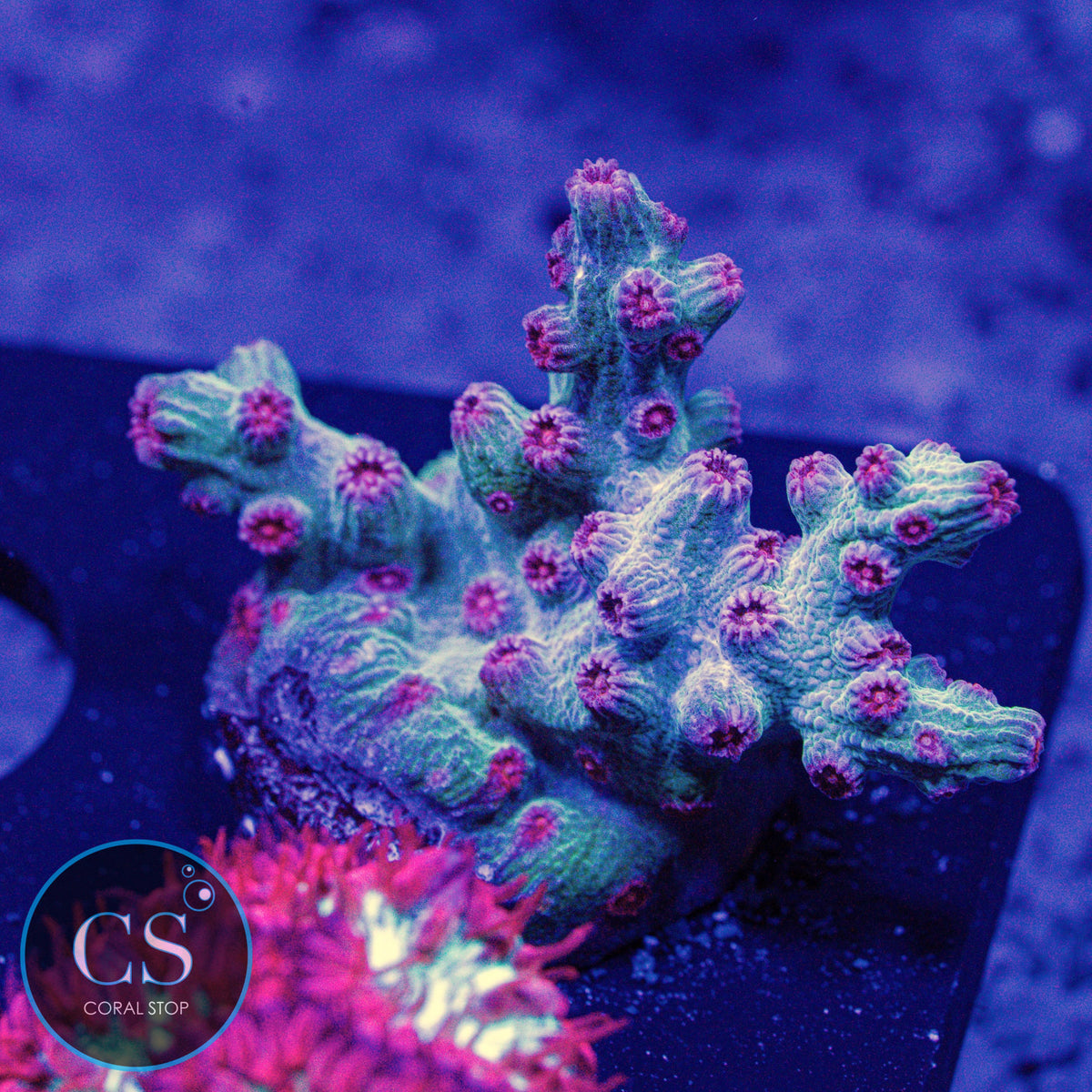 Branch Meteor Shower Cyphastrea
