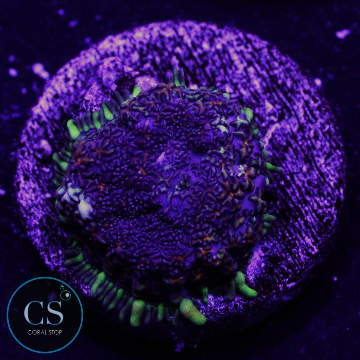 MIDNIGHT EMBERS MUSHROOM