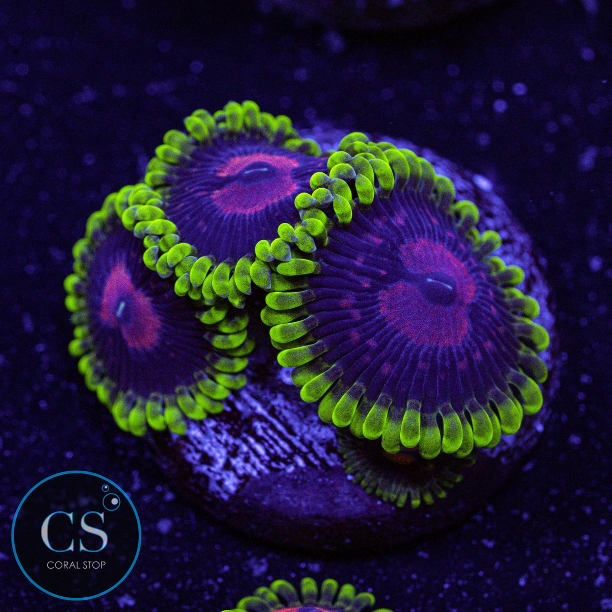CC Scarlet Fever Zoa
