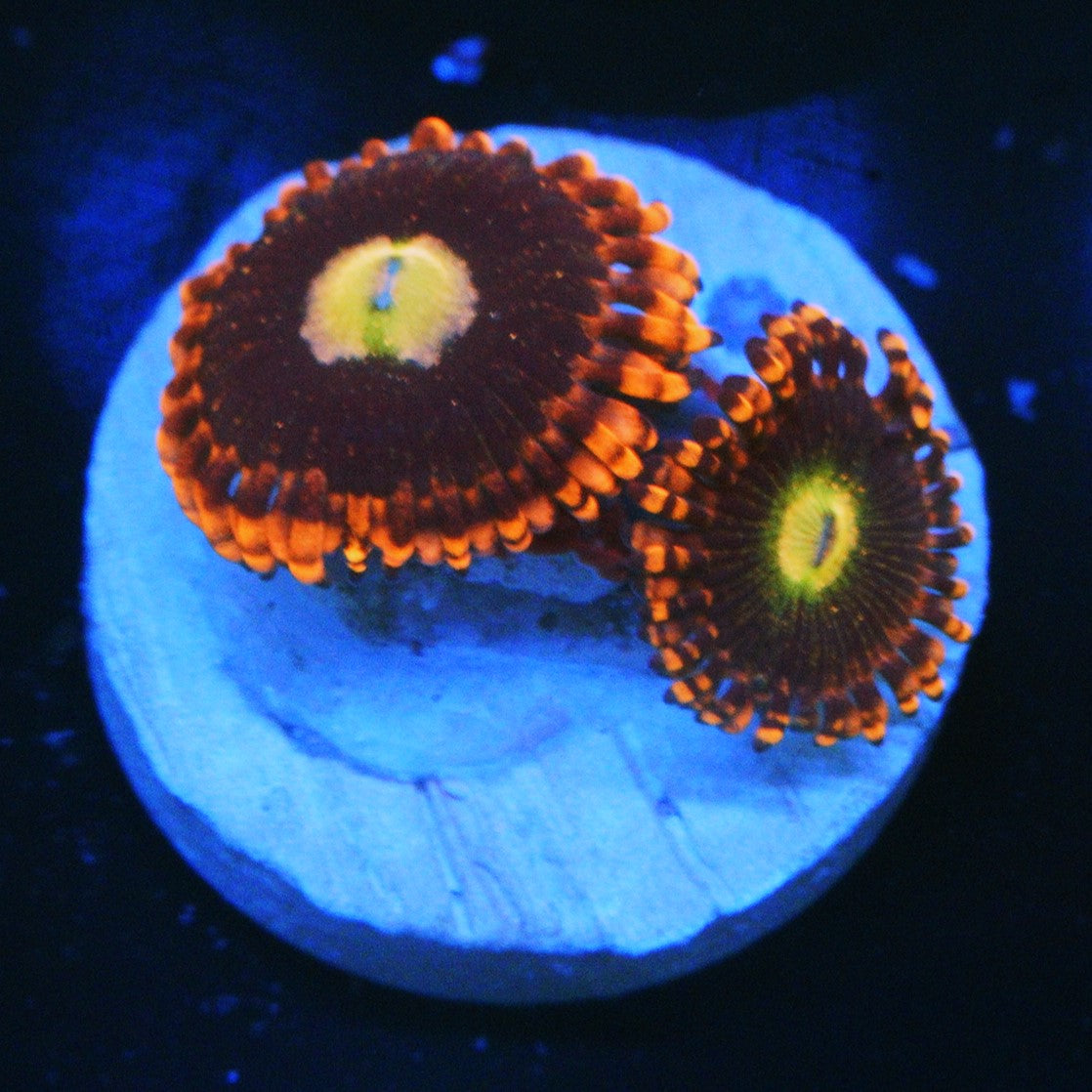 CARROT TOP ZOA