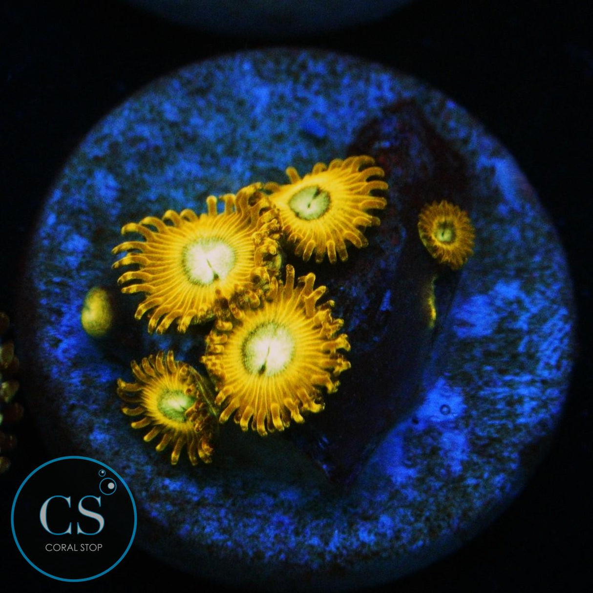 PIKACHU ZOA