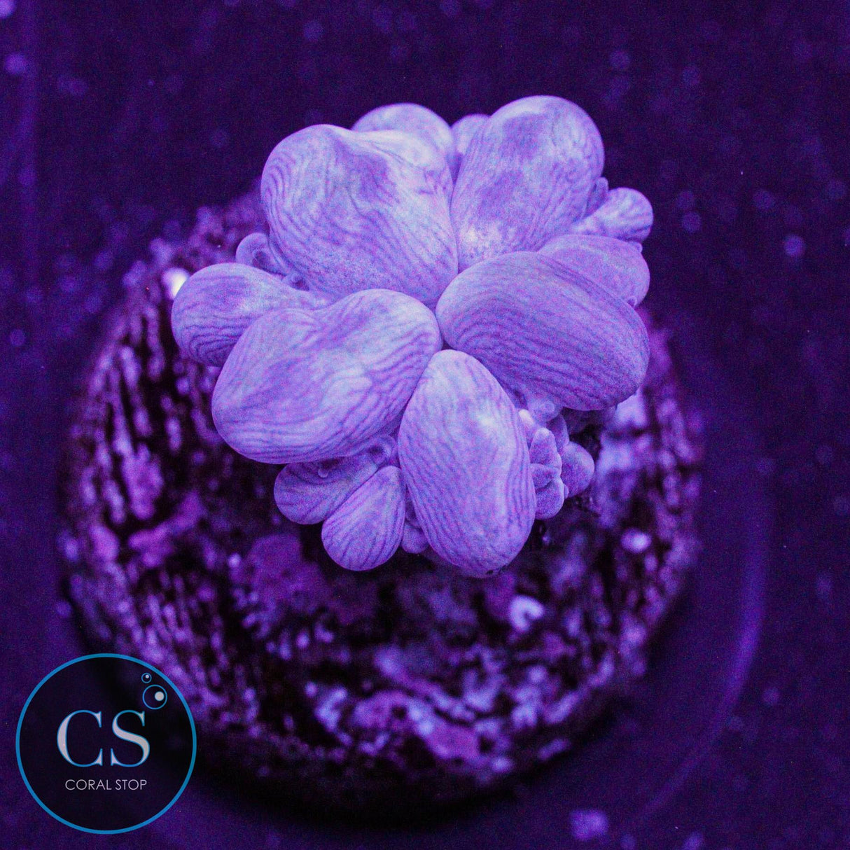 Rare Branch Bubble Coral