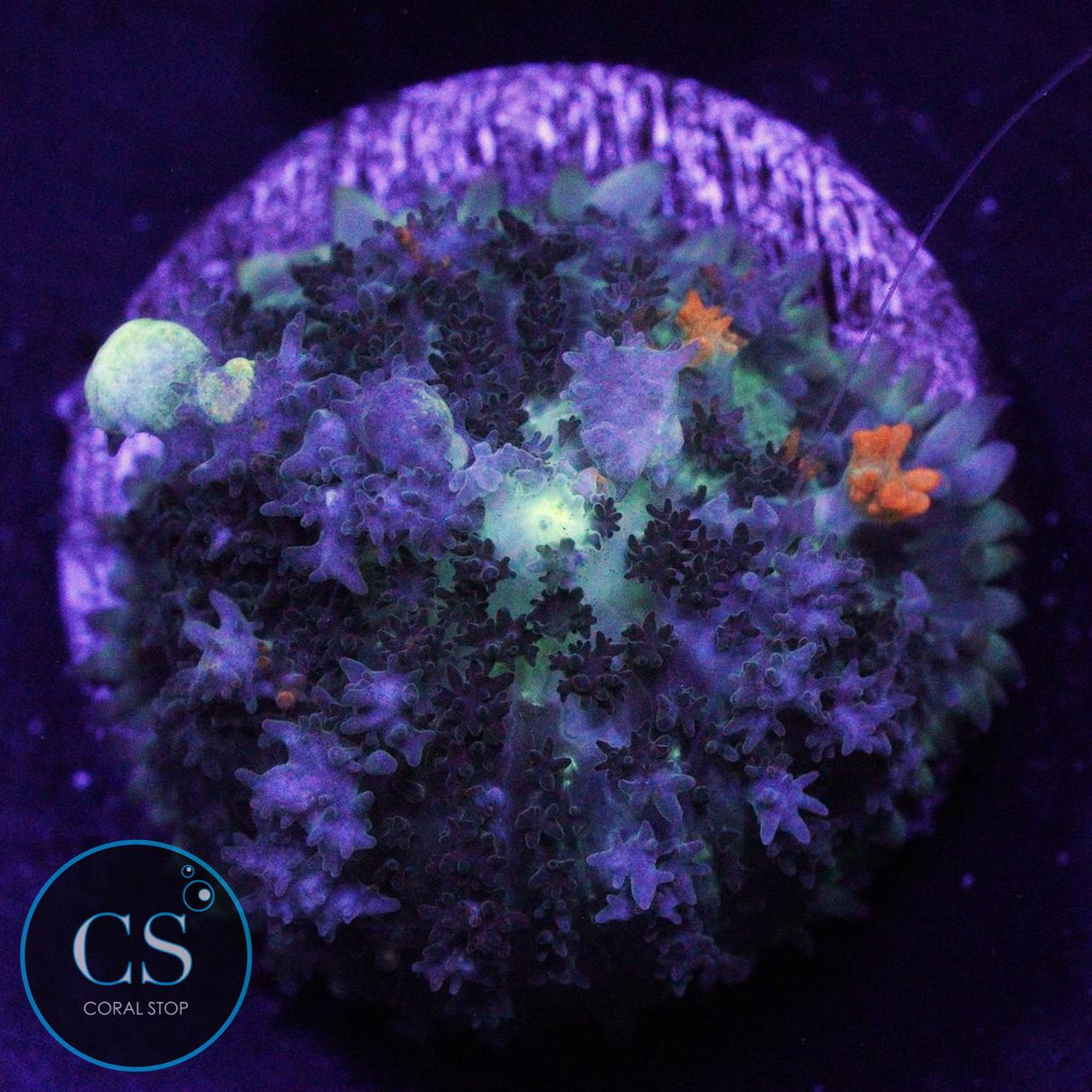 PZ GODSPAWN BOUNCE MUSHROOM